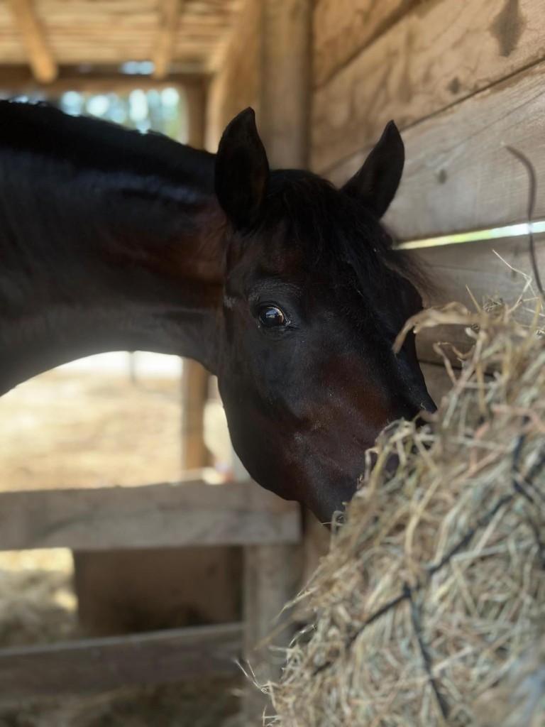 Dakota, our gentle therapeutic riding horse