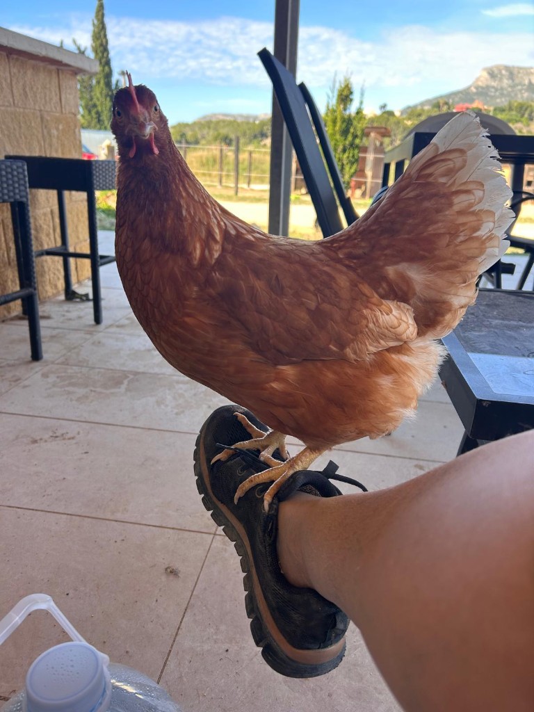 One of our chickens standing on a visitor's shoe
