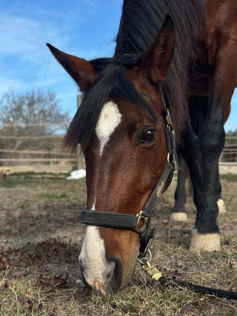 Spirit, one of our programme horses