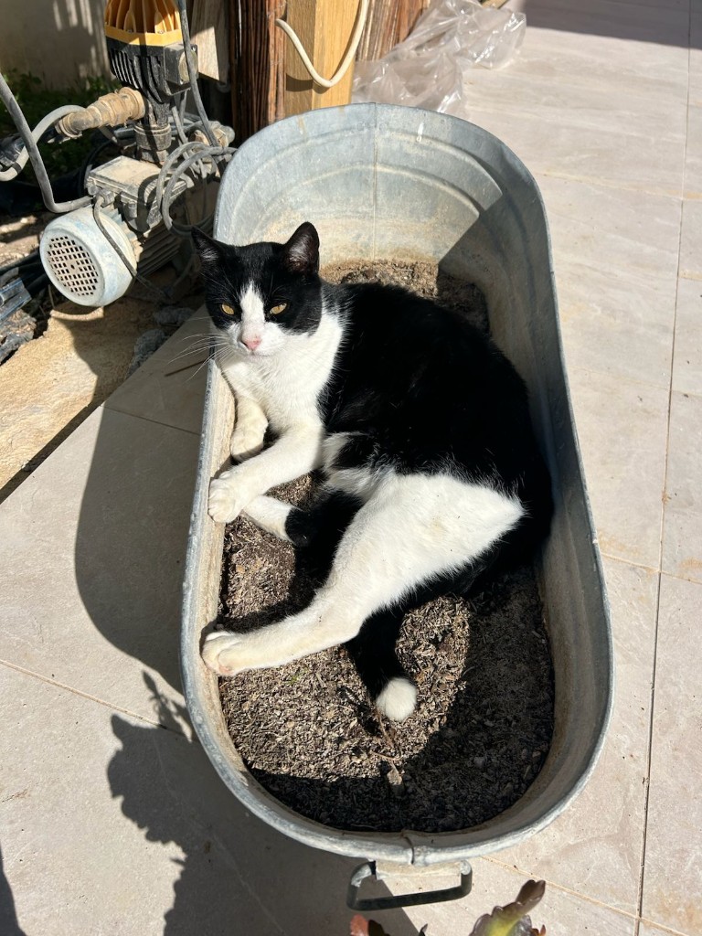 Felix, our black and white farm cat