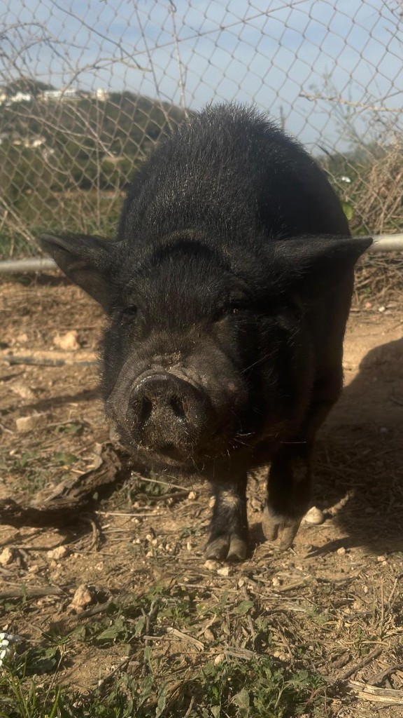Jota, our Vietnamese pot-bellied pig