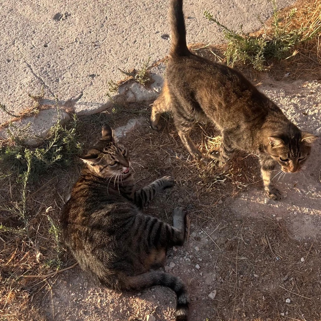 Ew and Mia, our rescued tabby farm cats