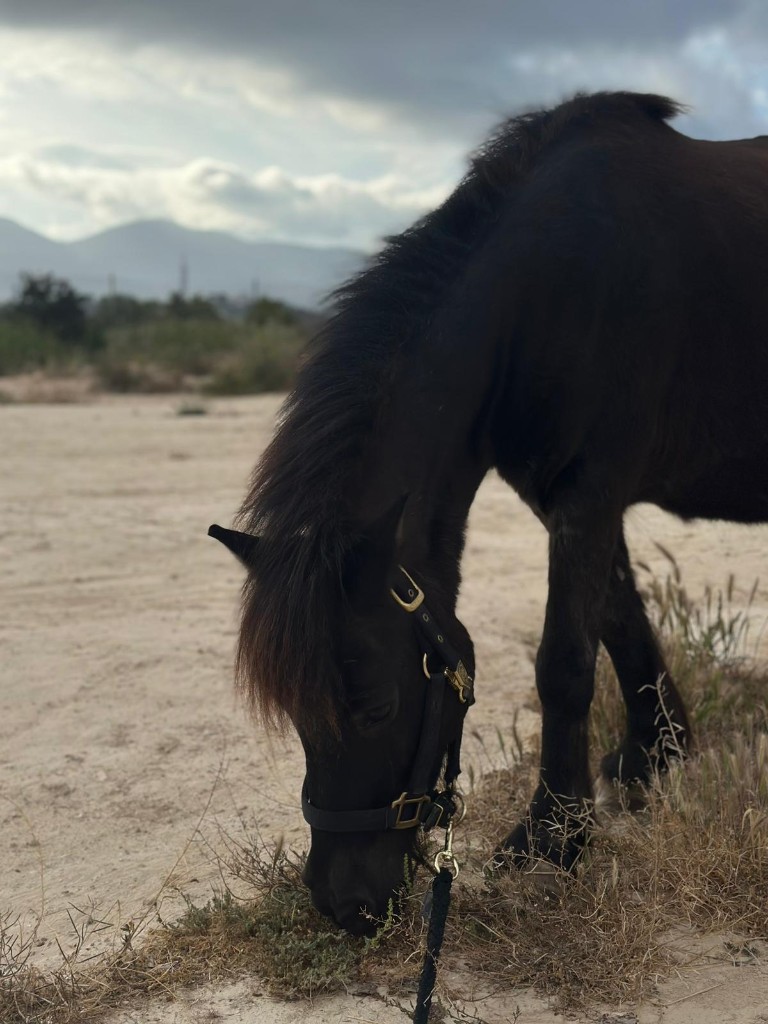 Negra, our young black Shetland pony