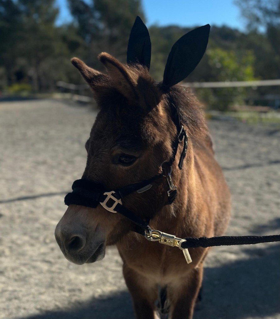 Nespresso, our lovable little mule