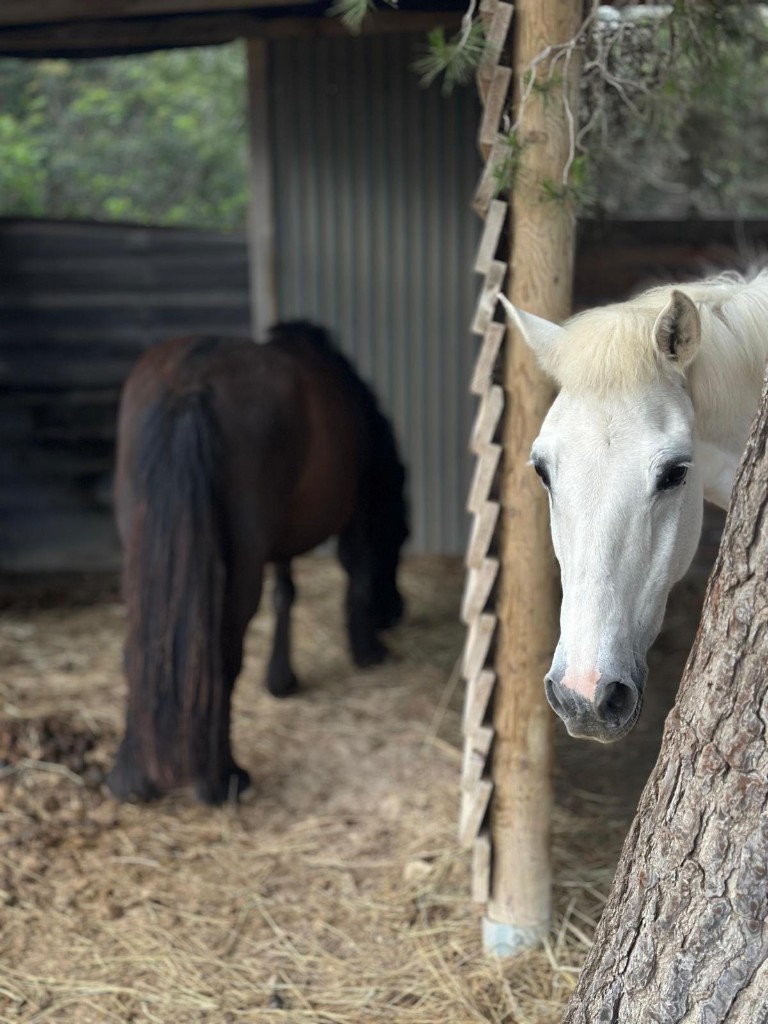 Olivia, our little all-rounder pony