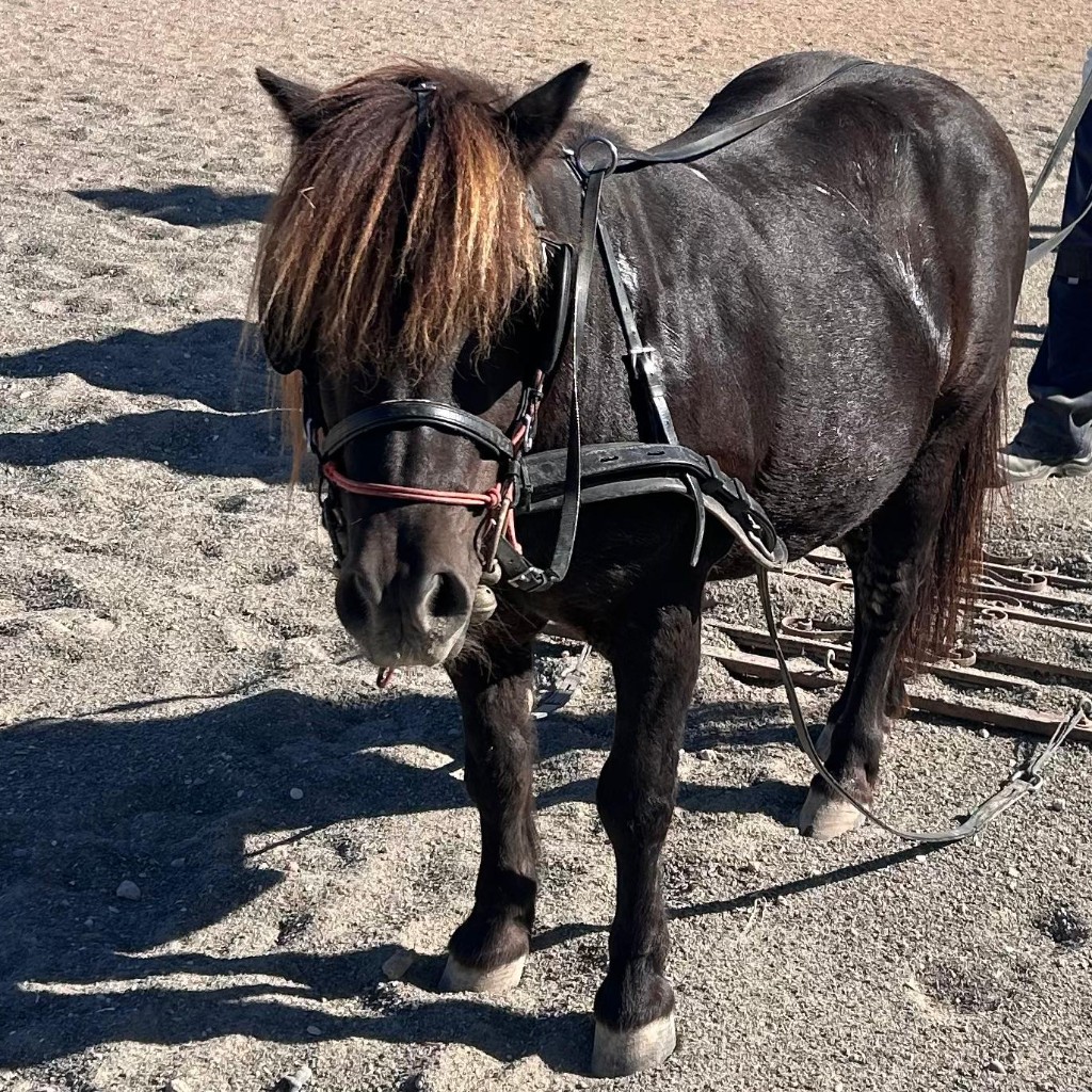 Spirit, our working pony