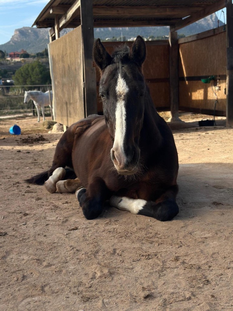 Chanel, our most experienced mare