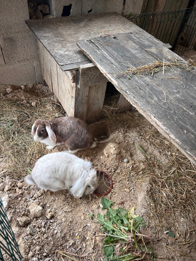 Yuki and Munchy, our two rabbits
