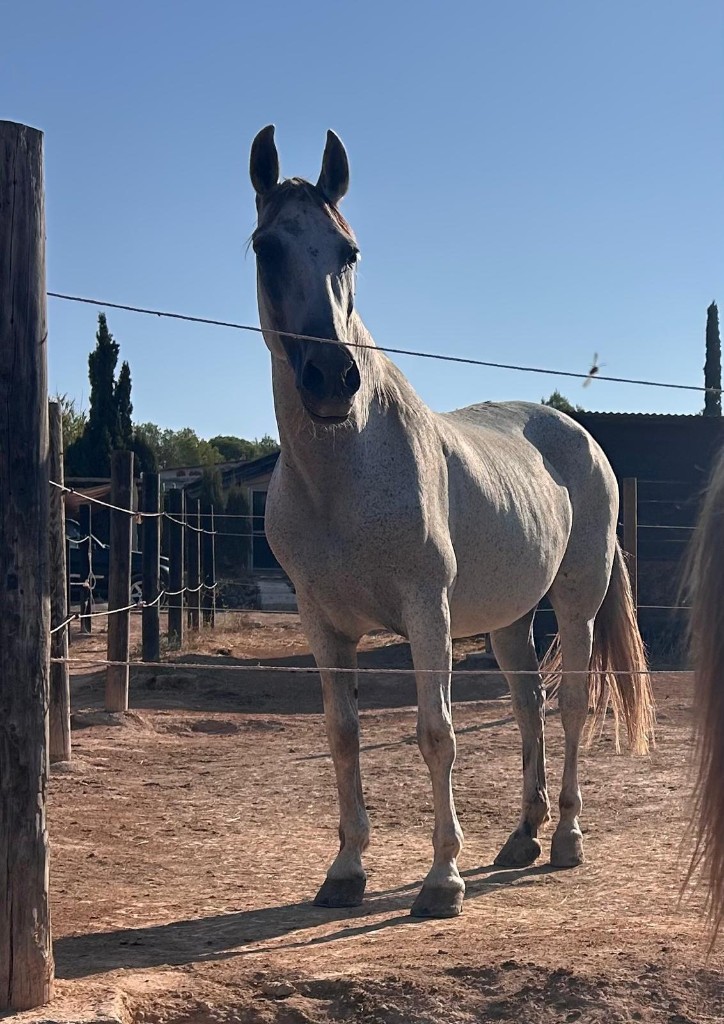 Zira, the tallest of our programme horses