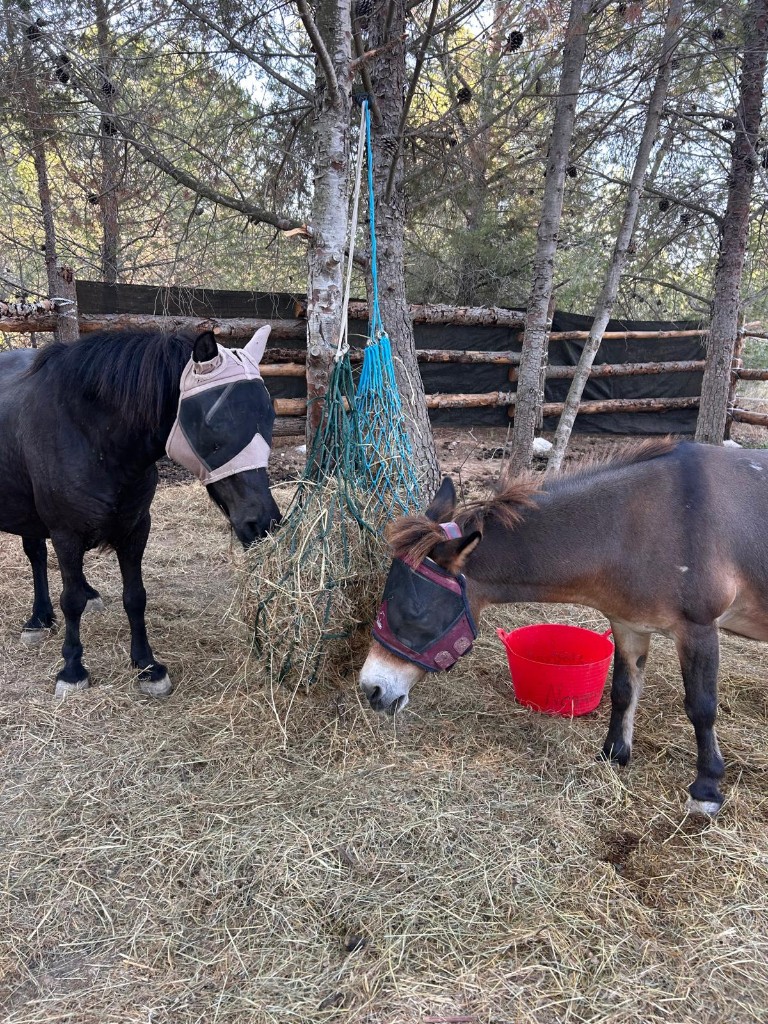 Natural pony area