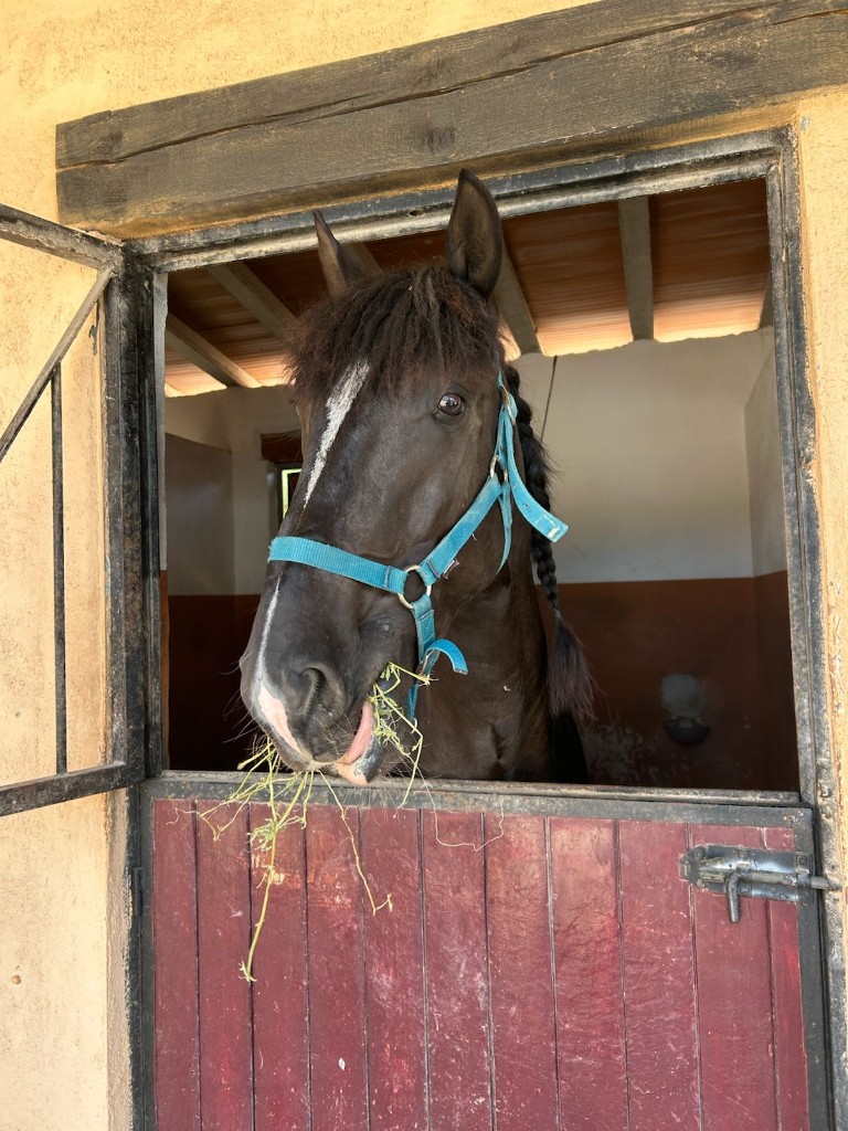 Stables