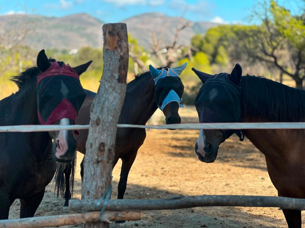 Horses at Club Hípico Calpe paddock