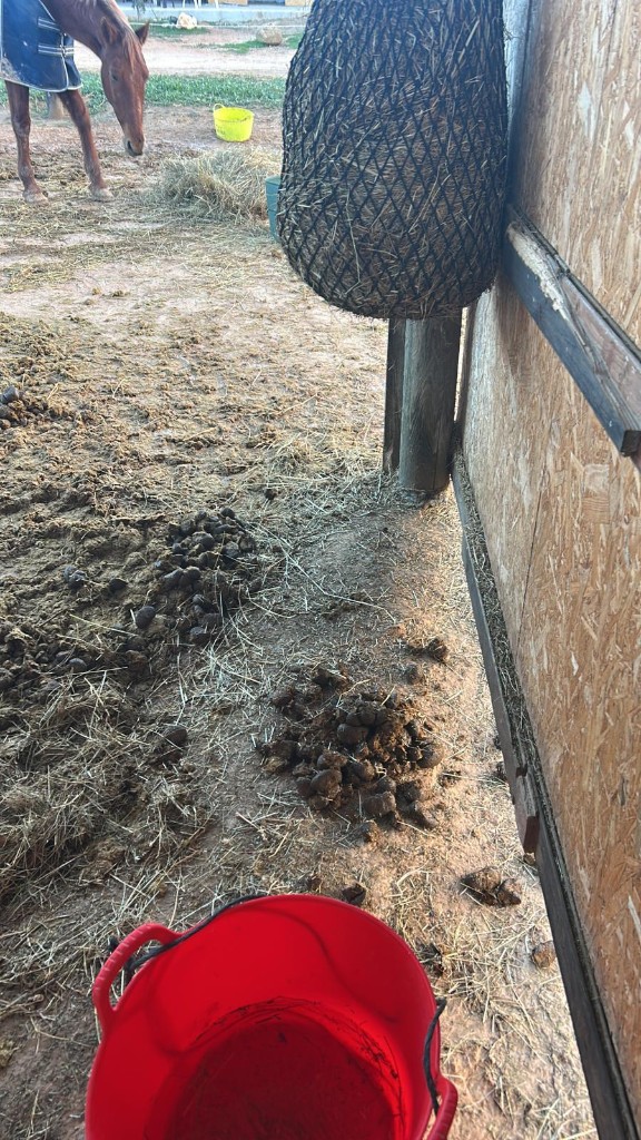 Stable chores as part of the Work to Ride programme